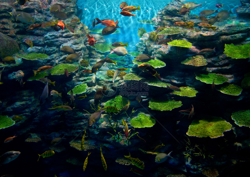 有鱼的珊瑚海滨热带海水潜水荒野动物海洋水族馆波浪情调图片