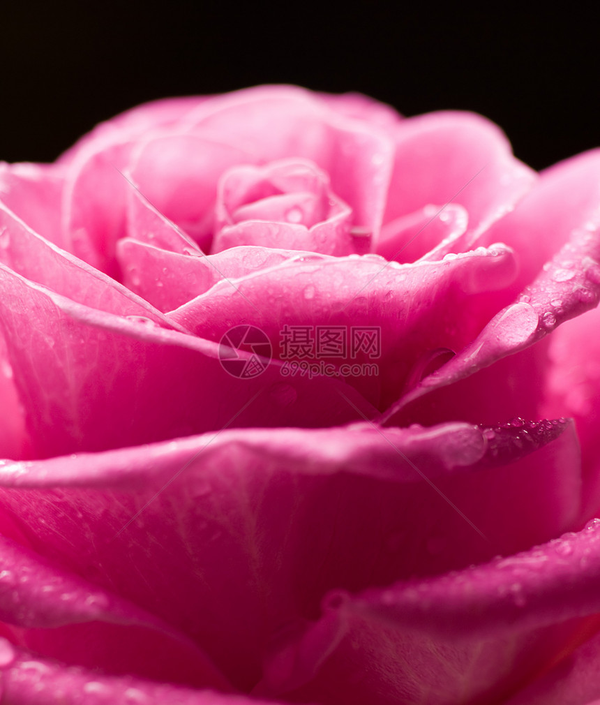 浪漫的玫瑰宏观粉色花瓣图片