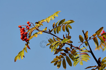 连线植物叶子吸附浆果水果树叶红色背景图片