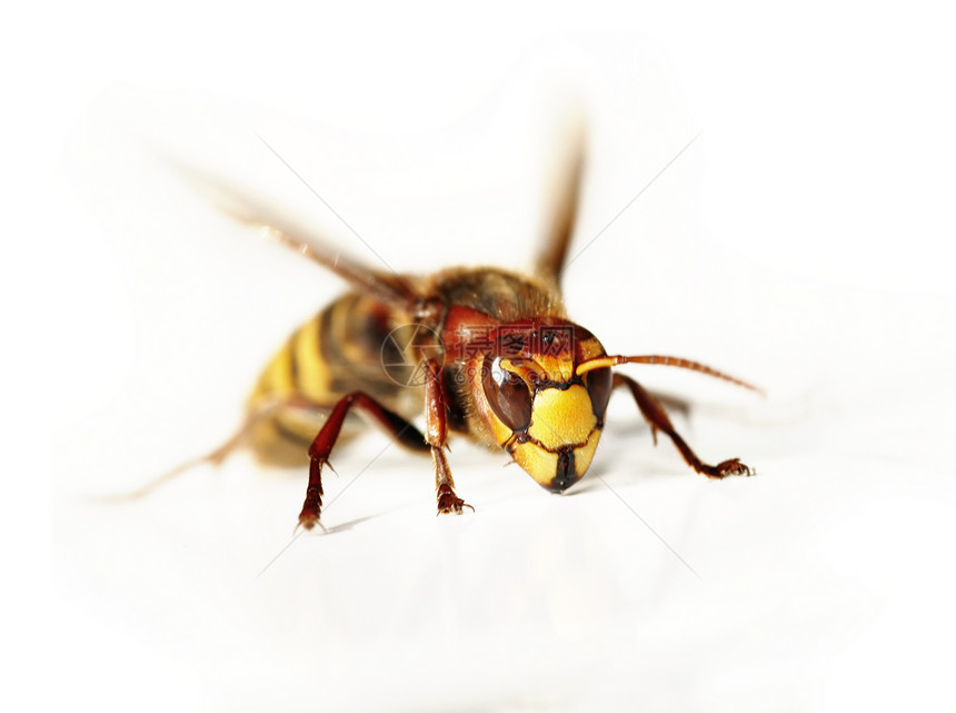 大黄蜂翅目眼睛触角漏洞黄色下颌骨夹克宏观图片