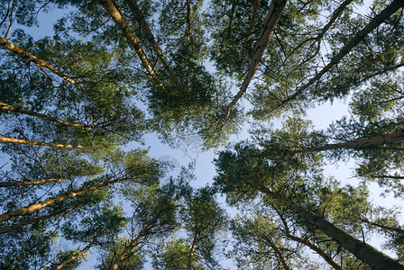 松木树松树蓝色森林木头背景图片