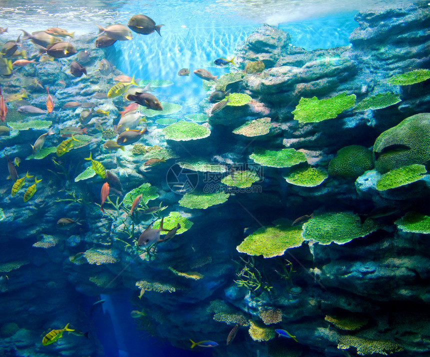 有鱼的珊瑚波浪海洋生物海水蓝色宠物荒野海浪动物热带勘探图片