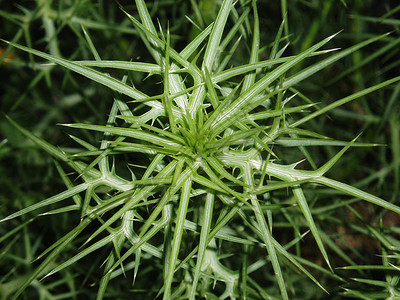 杂草荆棘绿色植物尖刺草地进步背景图片