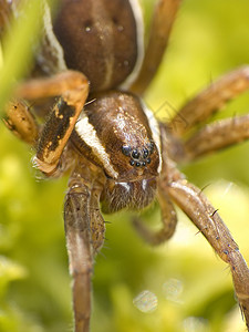 蜘蛛昆虫宏观蛛网猎人腹部草地绿色四肢背景图片