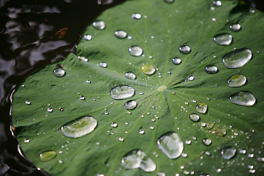 带有下滴工作表的工作表生活花园波纹绿色宏观植物群雨滴草本植物叶子网格图片