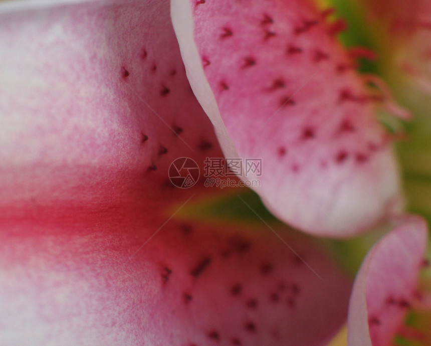 粉红色花朵切合近身雌蕊植物群器官百合萼片周年男性生长花萼花冠图片