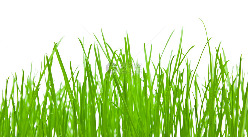 绿草背景新生活区系草地气候自然世界宏观白色浅绿色自然草本植物图片