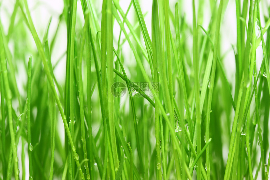 绿草背景气候草本植物区系浅绿色水滴新生活绿色白色场地环境保护图片