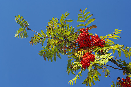 连线叶子植物红色浆果吸附水果树叶背景图片