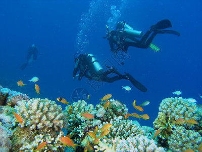 珊瑚礁上的多样化浮潜浅滩反射植物动物荒野植物群动物群生活潜水背景图片
