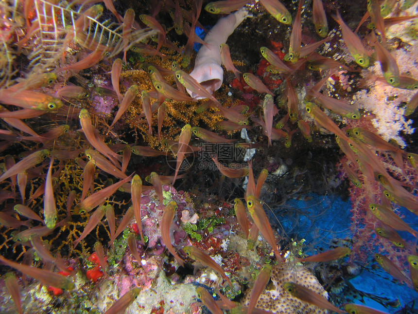 鱼浅植物群生活反射潜水动物群浅滩动物潜水员野生动物珊瑚图片