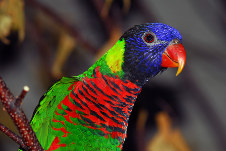 云宝洛丽基特鹦鹉红色羽毛绿色鸟类蓝色翅膀背景图片