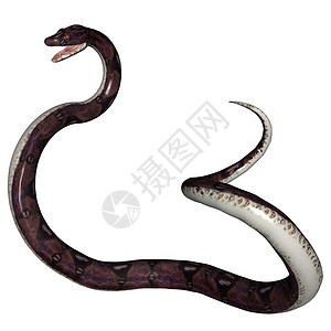蛇生物热带攻击野生动物蟒蛇蛇皮背景图片