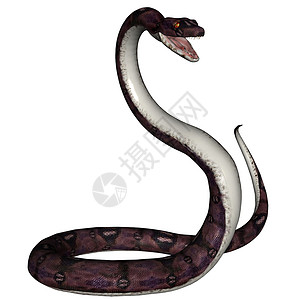蛇蟒蛇热带攻击生物野生动物蛇皮背景图片