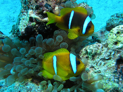 阿内蒙鱼浮潜珊瑚动物树叶反射两栖小丑荒野潜水员生活背景图片