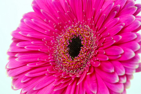 粉红色Gerbera花瓣雏菊花朵粉色背景图片