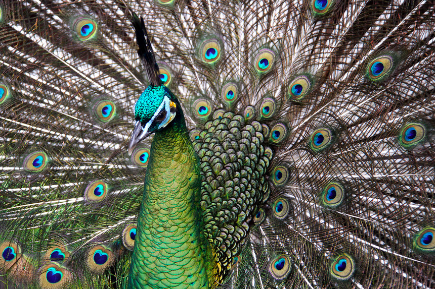 雄性绿孔雀 Peacock来自东南亚绿色公鸡男性荒野羽毛俘虏濒危鸡形火车尾巴图片
