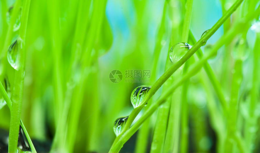 以绿草为背景的宏观上午露珠水滴晨露气候草地绿色自然世界反射环境保护淡水区系图片