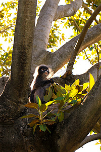 树上的背后利特·杜斯基叶猴图片素材