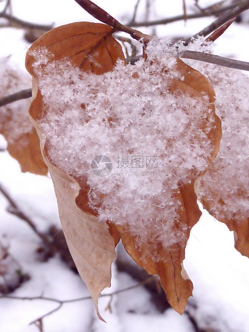 冬叶覆盖着积雪树叶冻结叶子冷冻植物白色棕色图片