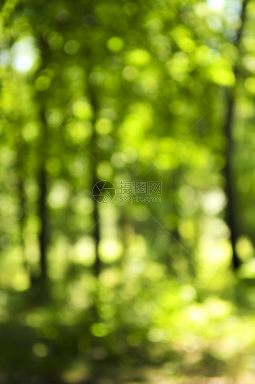 绿色背景森林植物叶子活力绿色植物生活树木木头阳光环境图片
