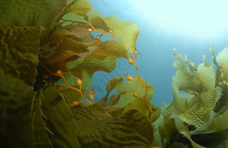 Kelp 背景海洋海水科学梨花太阳光藻类海藻植物学大自然植物背景