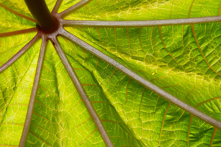 封闭式抽象休假假结构植物草本植物床单绿色叶子草本静脉树叶纹理阳光背景图片