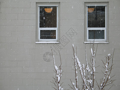 建筑前面的树上满是积雪水平窗户场景活动背景图片