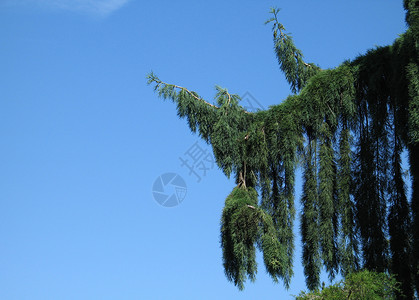 绿树对准蓝天天空针叶树绿色蓝色背景图片