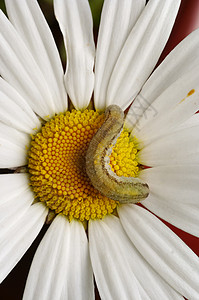 英国雏菊上的毛毛虫背景图片