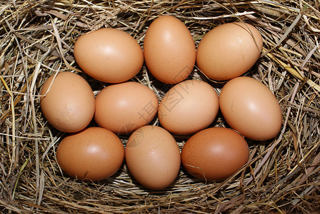 蛋农场棕色食物母鸡背景图片
