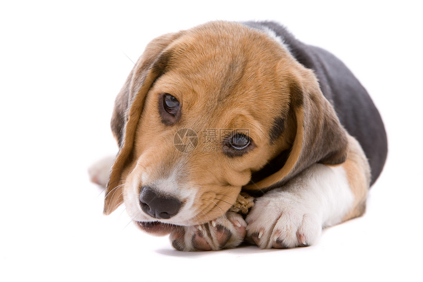 忙着咀嚼猎犬动物食物犬类图片