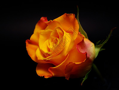 橙色玫瑰花橙子玫瑰草地花园背景图片