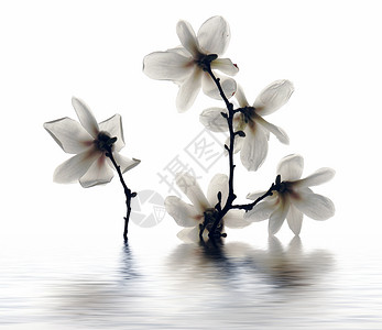 鲜花 开花 植物热带网页白色背景图片