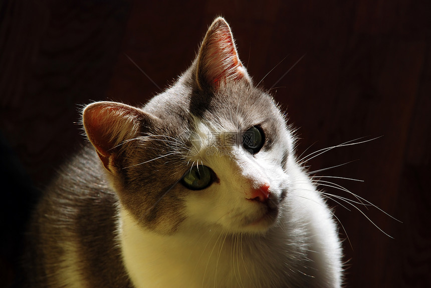 后的室内猫阴影毛皮朋友耳朵鼻子皮草地面宠物猫咪黑色图片