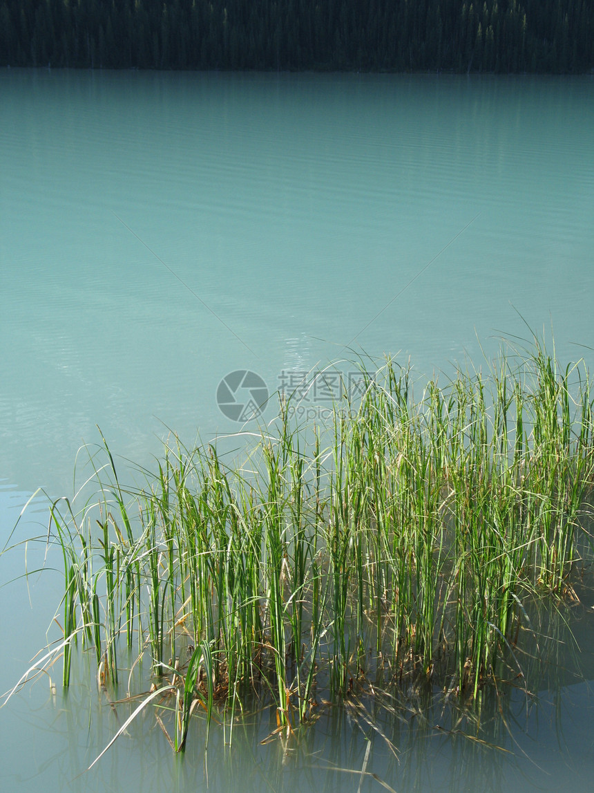 绿湖中的青绿色荒野刀片植物绿色植物蓝色反射芦苇图片