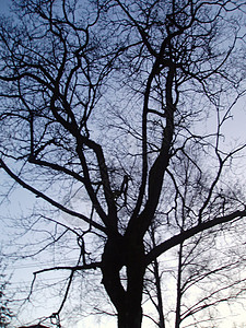 无叶的裸树枝条天空分支机构桦木小枝高清图片