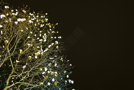 夜间树木环境白色椴木植物高清图片
