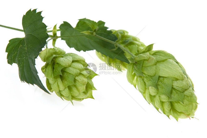 白色背景的跳锥形和叶子细节生产啤酒花草本植物锥体啤酒食物植物药品狼疮啤酒厂图片