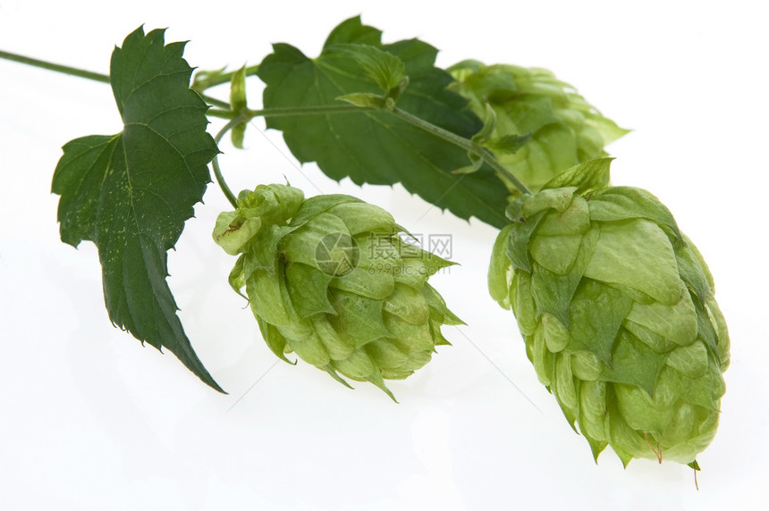 白色背景的跳锥形和叶子细节食物啤酒锥体植物登山者雌激素啤酒厂树叶狼疮草本植物图片
