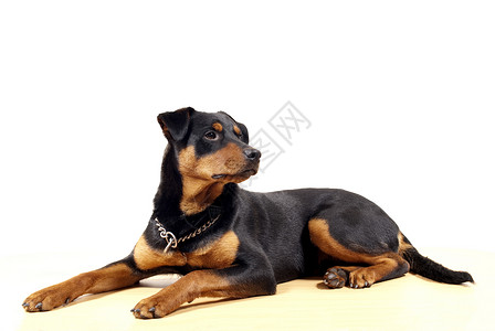可爱的罗特韦勒皮彻黑色坐姿动物舌头钳子警卫白色眼睛犬类伴侣狗高清图片素材
