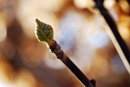 春芽绿色黄色棕色背景图片