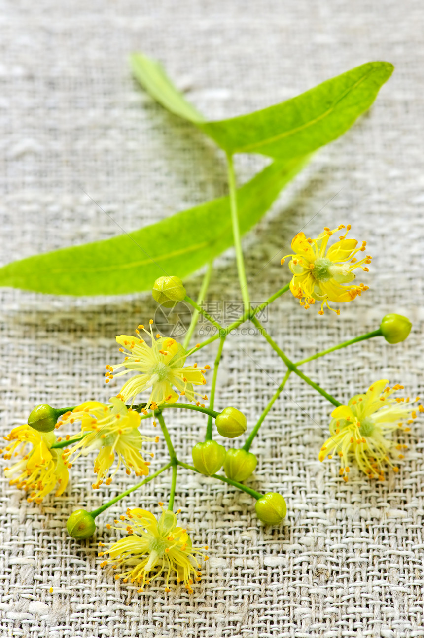 林登花编织草药黄色绿色叶子植物学草本植物草本园艺桌布图片