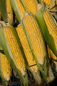 玉米饮食食物蔬菜背景图片
