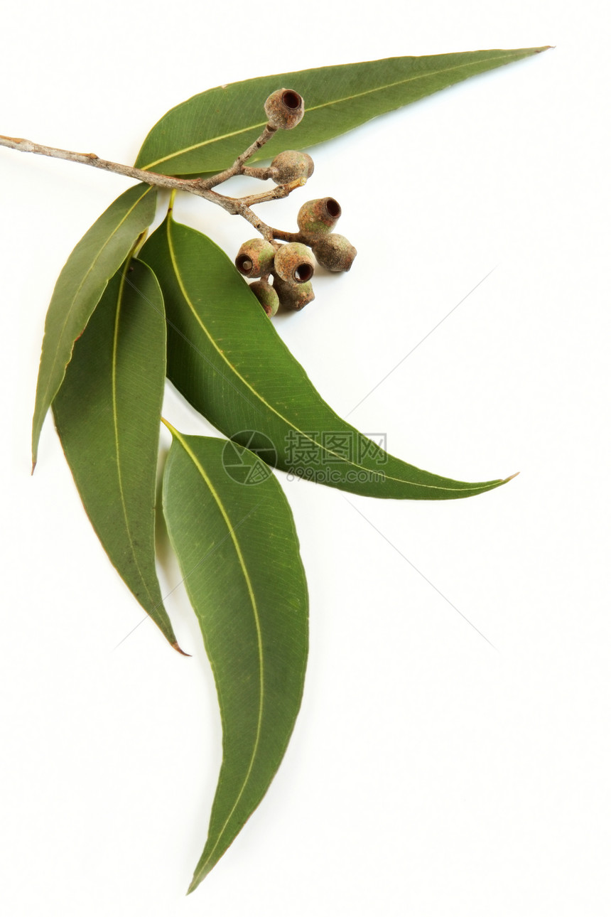 树胶叶口香糖植物胶树照片橡皮糖白色桉树坚果绿色图片