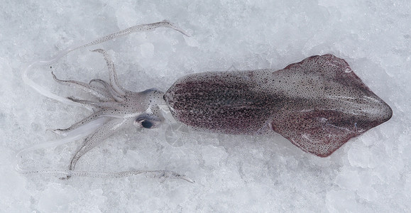 鱿鱼章鱼水平海鲜市场乌贼食物背景图片