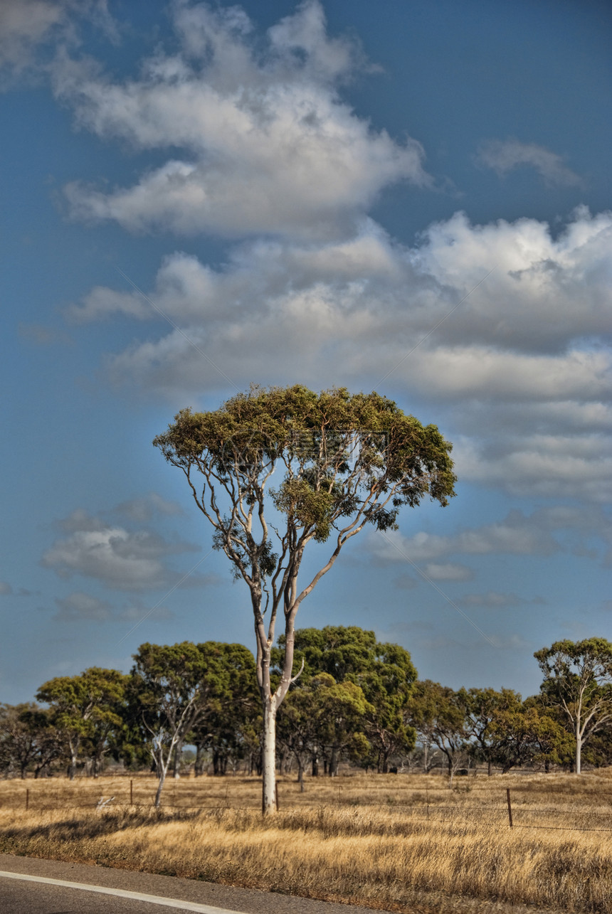 澳大利亚昆士兰州郊外文化衬套树干田园农村风光图片