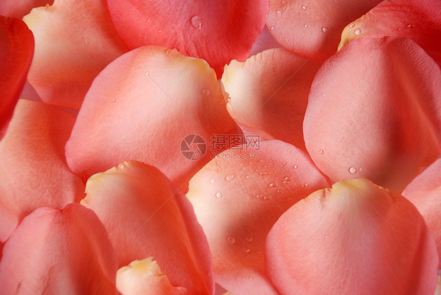 粉红花瓣背景异国玫瑰情调花朵墙纸粉色图片