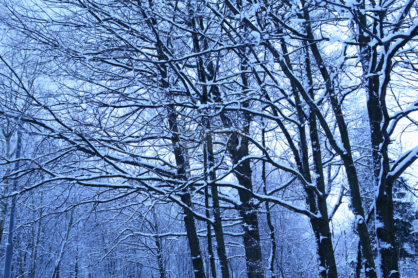 下雪后清晨蓝色森林季节水晶愤怒旅行风景冻结天气仙境树木图片