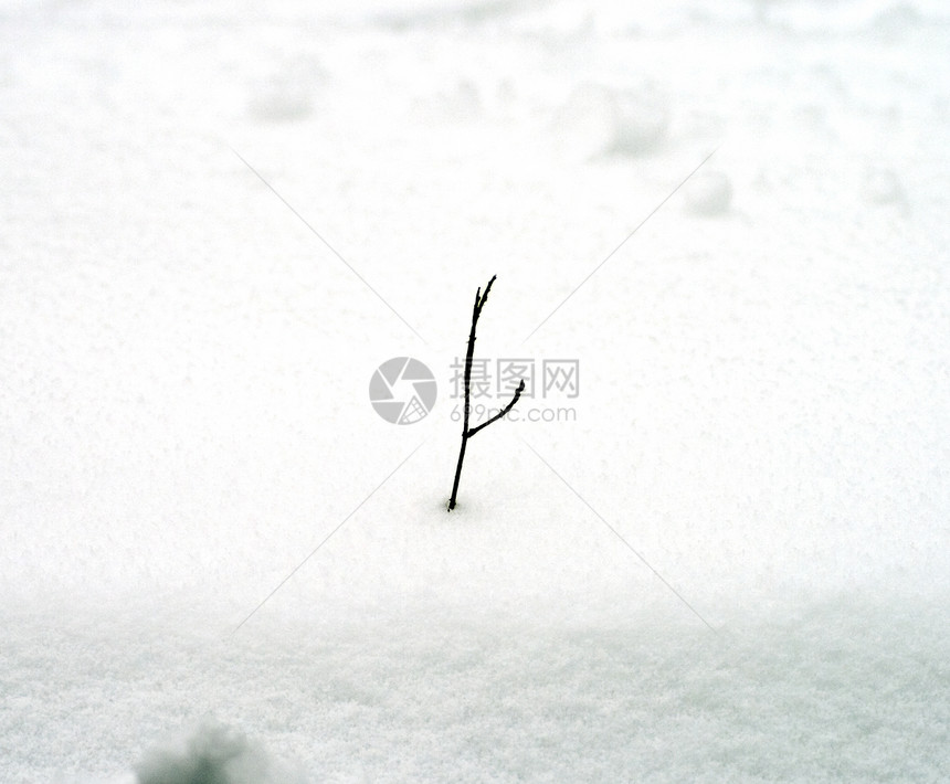 下雪时的树枝状况生长危机天气图片